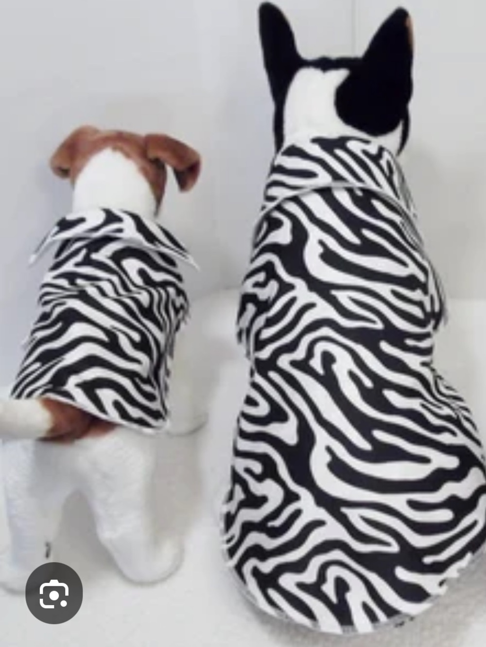 Dog zebra jacket with gold lining